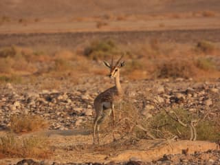 15 שנות מעקב חושפות: מה קורה לאוכלוסיית צבי הנגב?