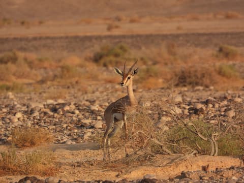15 שנות מעקב חושפות: מה קורה לאוכלוסיית צבי הנגב?
