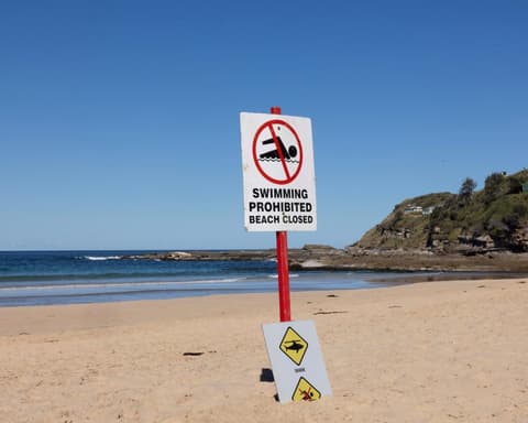 Authorities issue shark warning over whale that swam 11km upstream in Clarence River and later died