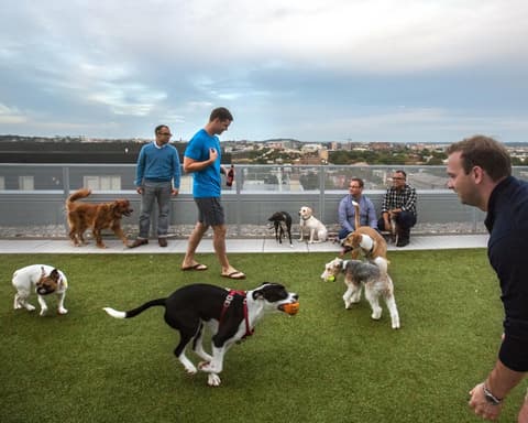 New Washington DC law bans landlords from imposing dog breed restrictions