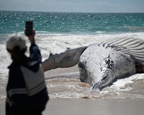 After a dead whale washed up at a Perth beach, some took selfies. Others held their nose from the stench