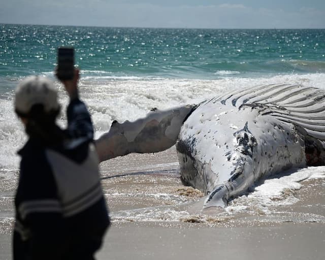 After a dead whale washed up at a Perth beach, some took selfies. Others held their nose from the stench