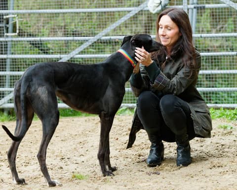 Welsh racing ban rehoming standoff sparks fears for greyhounds’ welfare
