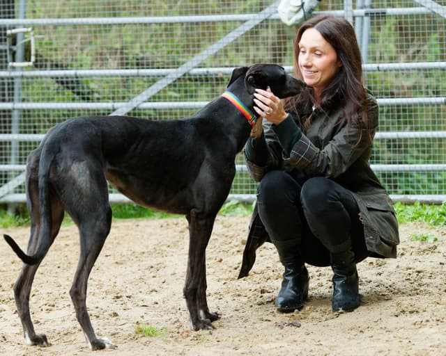 Welsh racing ban rehoming standoff sparks fears for greyhounds’ welfare