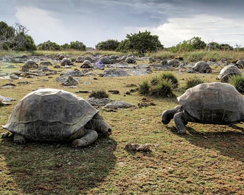 Scientists discover 180,000 giant tortoises on one Seychelles island