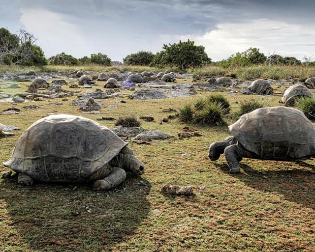 Scientists discover 180,000 giant tortoises on one Seychelles island