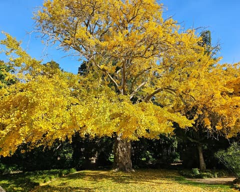 Gums, ginkgos and a golden wych elm: which will win Victoria’s tree of the year?