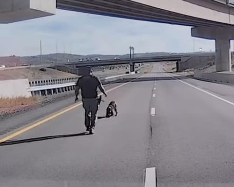 Video shows moment Utah police dog seriously injured in leap from overpass
