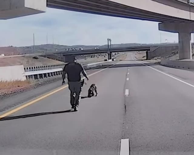 Video shows moment Utah police dog seriously injured in leap from overpass