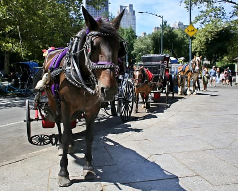 New York City moves to ban horse-drawn carriages