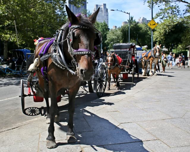New York City moves to ban horse-drawn carriages