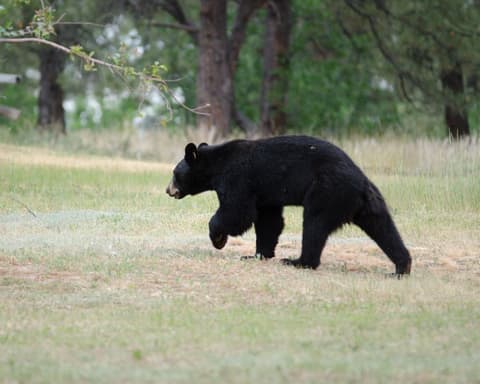 Sleeping teen and camper wounded as Colorado bear attacks reach record high