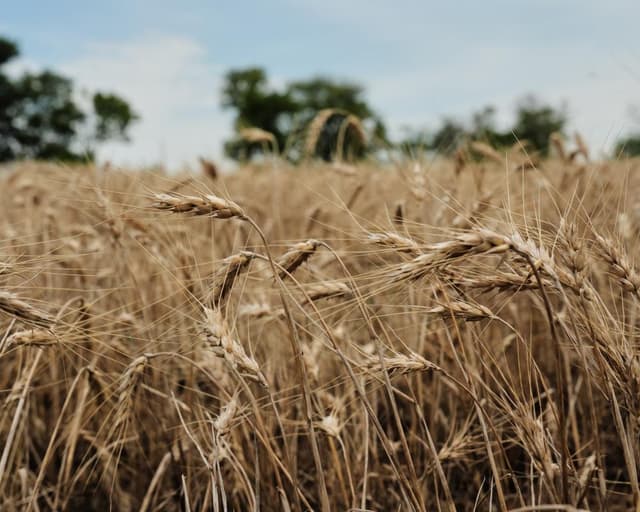 US wheat farmers navigate uncertainty amid drought and geopolitical chaos