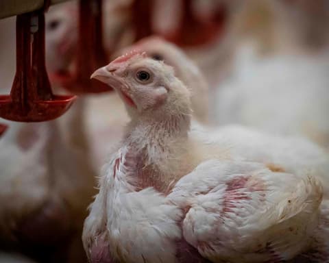 RSPCA NSW director quits over welfare standards for RSPCA-branded chicken