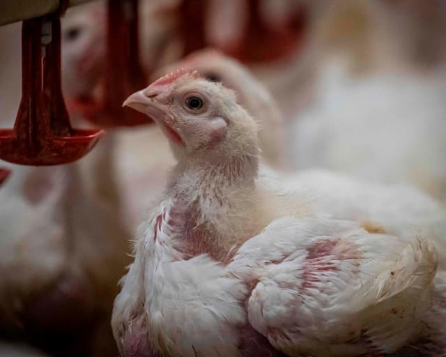 RSPCA NSW director quits over welfare standards for RSPCA-branded chicken