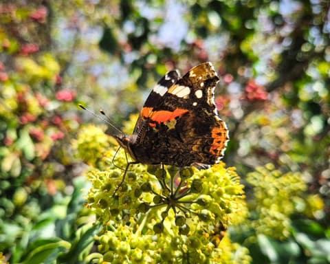 Pollinating insects flock to plants gardeners might think of as ‘weeds’