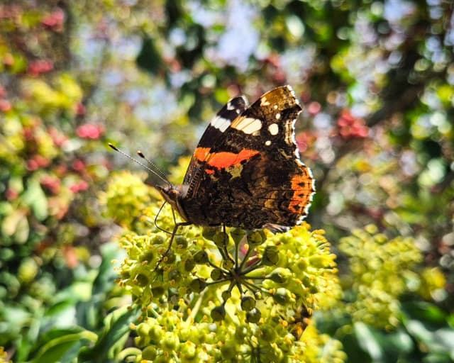 Pollinating insects flock to plants gardeners might think of as ‘weeds’