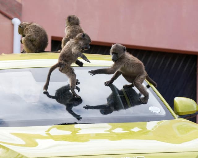 ‘It’s hard to sell a house when it’s covered in baboon faeces’: Cape Town divided over plan to remove its monkeys