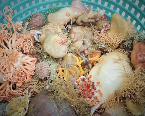 Scientists find nine new sponge species in glimpse of Alaska’s deep-sea diversity