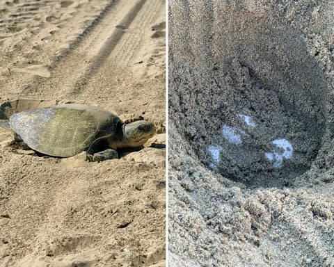 In historic first, tropical turtles spotted nesting on California beaches