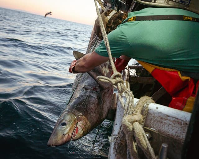 Trump’s executive order on recreational fishing is a ‘giveaway of fish and ocean ecosystem’, advocates warn