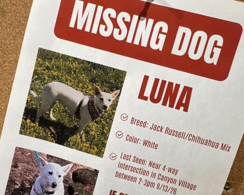 Luna, dog missing in Yellowstone for a month, is reunited with her owners
