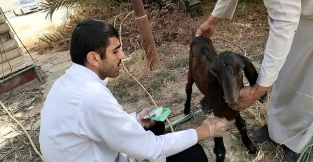 النجف تشدد الرقابة على المواشي واللحوم تحسباً لانتقال أمراض وبائية من دول الجوار