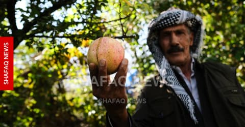 بعد سنوات الجفاف.. رمان "هيران" يغزو أسواق كوردستان (صور)
