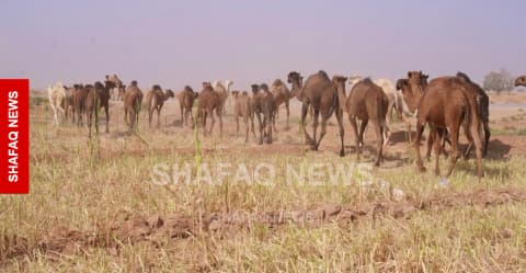 جمال النجف تهجر البادية.. الجفاف يدفع البدو الرحّل نحو القرى والأرياف (صور)