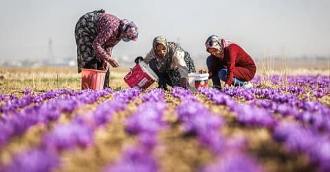 تجربة نسائية في زراعة الزعفران تعكس فرص التنمية بكرمانشاه