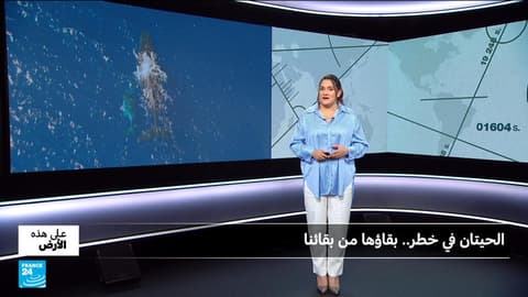 الحيتان في خطر.. بقاؤها من بقائنا!