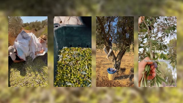 How Israeli settlers wearing keffiyehs are attacking West Bank olive groves