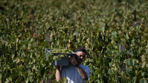 Scorching summer pushes French wine harvest to new historic low