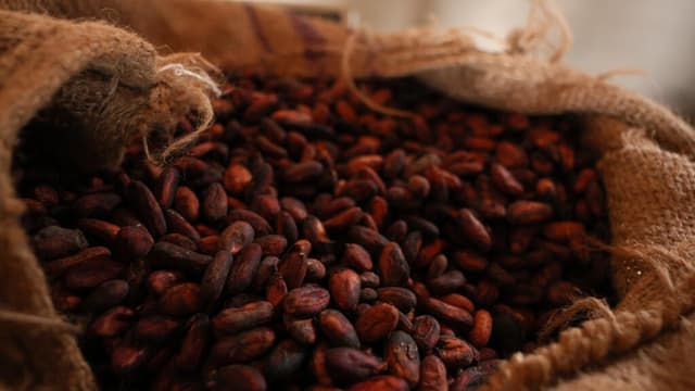 Ghana cocoa farmers reject new 'punitive' land conversion law
