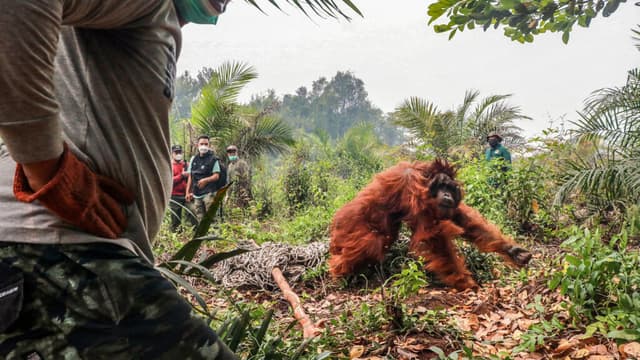 Dozens of critically endangered orangutans saved from rampant wildfires in Indonesia