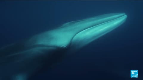 Protecting whales: Scientists seek ways to reduce ship collision risk