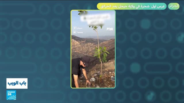 بعد الحرائق في الجزائر.. غرس أول شجرة في ولاية جيجل