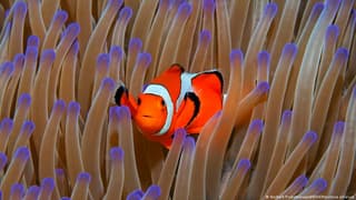 96% of world's coral reefs face critical risk of collapse, IUCN warns