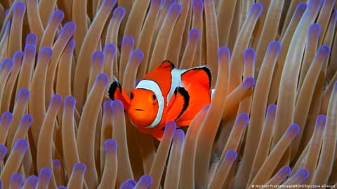 96% of world's coral reefs face critical risk of collapse, IUCN warns