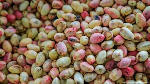Iran and America: A tale of two lands and the pistachio between them