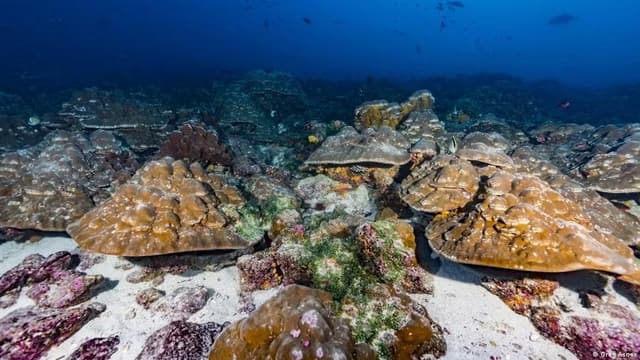 Corals as climate archive: Are El Nino events intensifying?