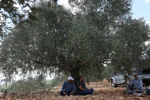 نصف مليون فلسطيني في الضفة يخشون تدمير المستوطنين والجيش لموسم الزيتون