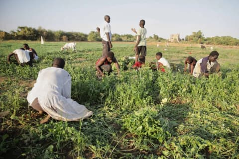 عمال اليومية في مهب ريح الحرب بالسودان