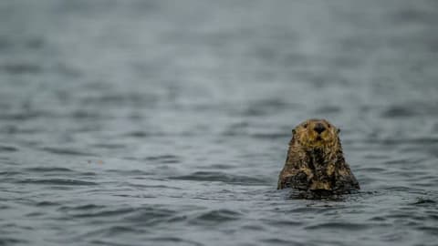 Sea otters returned to Canada after extinction; now they protect kelp but threaten a prized 'local delicacy'