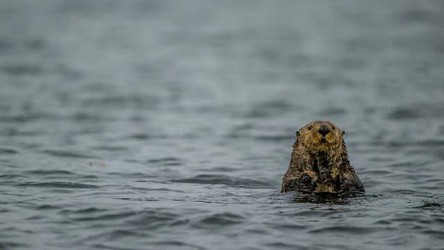 Sea otters returned to Canada after extinction; now they protect kelp but threaten a prized 'local delicacy'