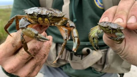 New England is battling invasive green crabs by eating the destructive species in fancy dishes