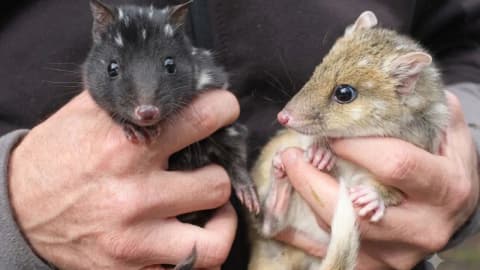 Australia’s endangered eastern quolls welcome new joeys; after vanishing from mainland for 60 years
