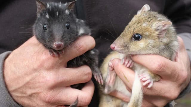 Australia’s endangered eastern quolls welcome new joeys; after vanishing from mainland for 60 years