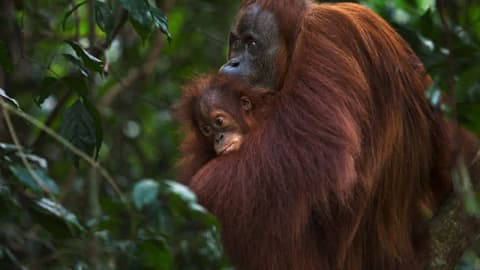 Gold miners breached 14 hectares of Indonesia's orangutan refuge in three years; conservationists want government to intervene