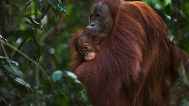 Gold miners breached 14 hectares of Indonesia's orangutan refuge in three years; conservationists want government to intervene